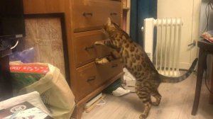 Кот открывает шкаф