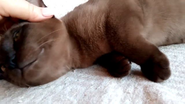 Бурманский котенок смотреть онлайн