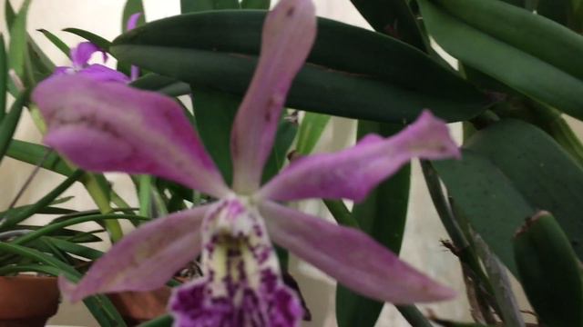 Brassocanthe. Haleahi Profusion, Bc. Maikai Majumi x Chinese bronze, Bc. James Pinkney смотреть онлайн