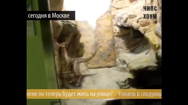 Парк Юрского периода построили в Москве