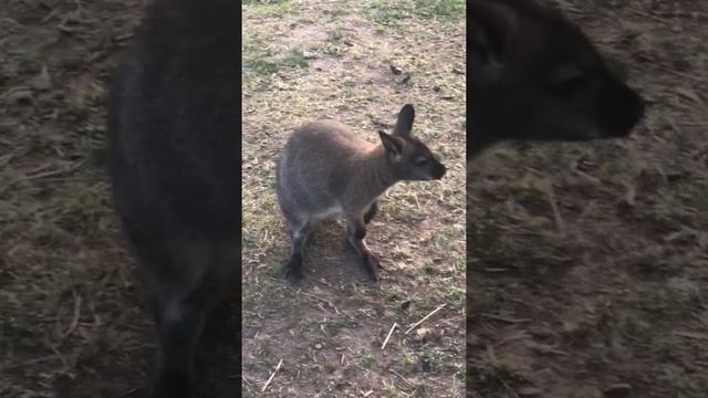 Pet Kangaroo & Wallaby