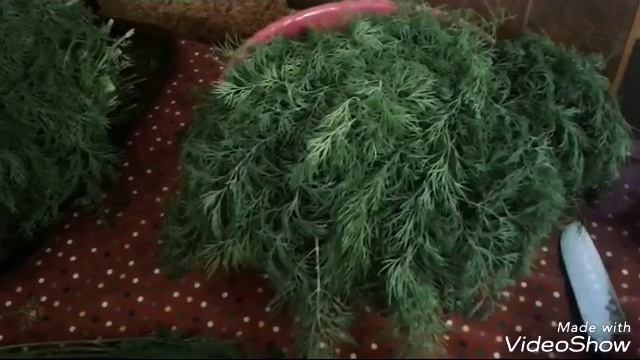 Укроп Аллигатор,буду замораживать.