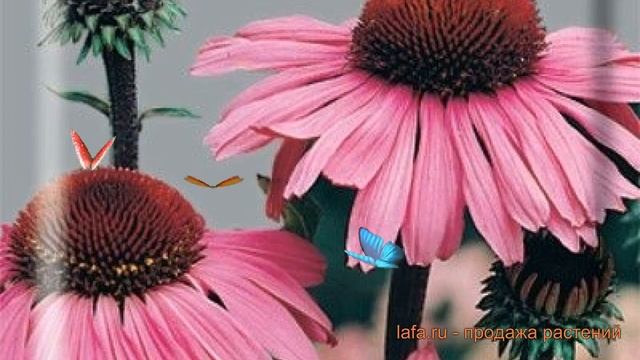 Рудбекия пурпурная Розовая (rozovaya) ? рудбекия Розовая обзор: как сажать семена рудбекии Розовая смотреть онлайн