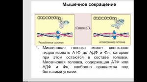 Частная биохимия. Мышцы. Часть 2.