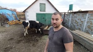 Я его боюсь!! Выгодно ли  держать  на откорме телят???