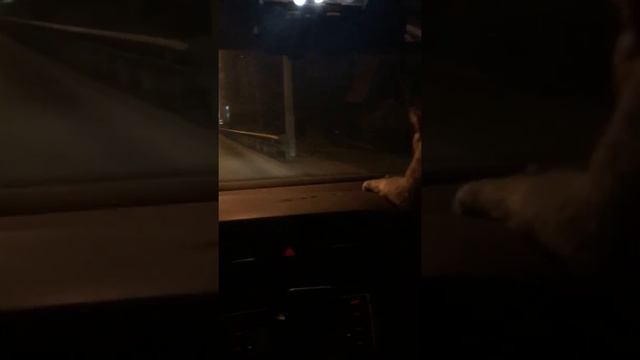 Кот орет в машине.Не гони! смотреть онлайн