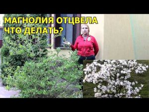 Магнолия отцвела что делать. Работы в Саду.