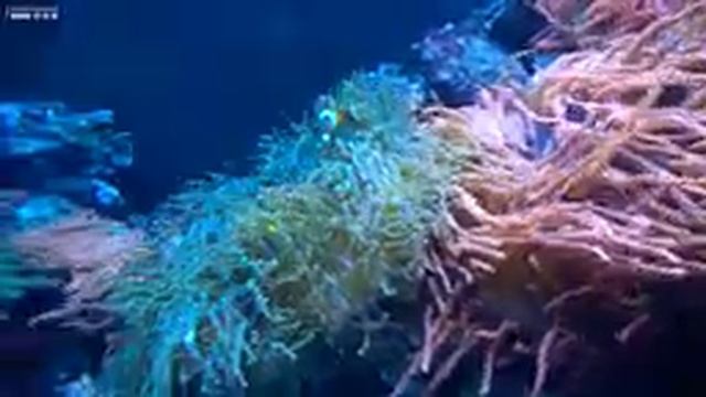 The Best Aquarium 4K VIDEO ? 11 Hours of Beautiful Coral Reef Fish - Sleep Relax Meditation Music смотреть онлайн