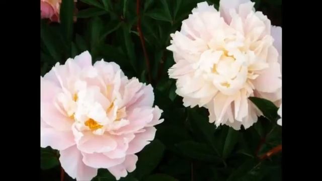 #Многолетники46 #Пионы4 #Цветы для сада и бизнеса от Ольги Шевчук смотреть онлайн