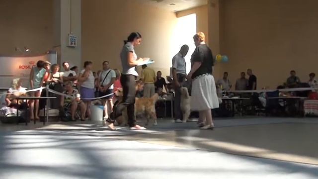 CACIB СИРИУС, Харьков 03.08.2014 смотреть онлайн