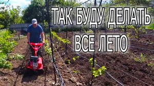 ЗАЧЕМ КУЛЬТИВИРОВАТЬ ВИНОГРАДНИК ВСЕ ЛЕТО?