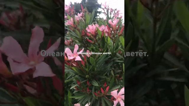 #mountain #travel #счастье #nature #горы #жизнь #sea #spring #beach #гагра смотреть онлайн