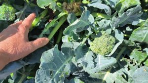 Второй урожай капусты брокколи Айронмен F1