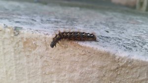 Самодвижущаяся мохнатая щётка :)))