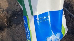 Посадка плантиции жимолости. Сорта Восторг, Аврора, Голубой банан.