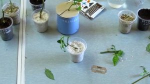 Перец на подоконнике, весенняя обрезка и размножение перца черенками