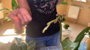 Обзор фаленопсисов | Секреты ухода за орхидеей в домашних условиях | Моя коллекция орхидей