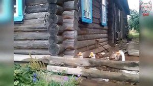 Гусь зовет гулять Аньку