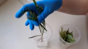 Кротон, размножение черенками.