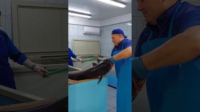 #мояколлекция Магазин живой рыбы!#живаярыба