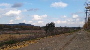 ФУТАЖ ОСЕНЬ ВЕТЕР