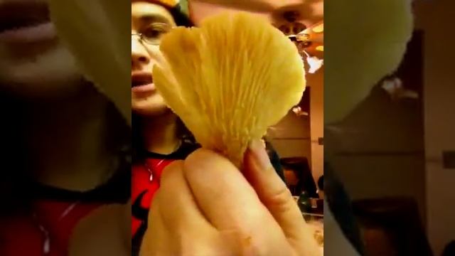 Fall Oyster Mushroom Identification Panellus serotinus смотреть онлайн