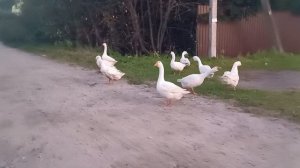 Гуси