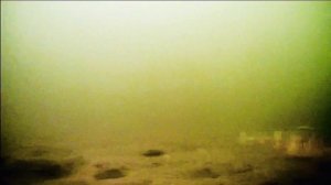Поведение мандул и поролонок под водой
