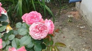 Роза Леонардо да Винчи,Флорибунда,первогодка