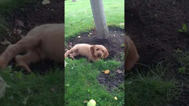 Бретонские бассеты (Basset fauve de Bretagne) смотреть онлайн