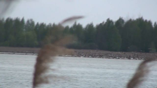 ОБРАЩЕНИЕ В МИНЛЕСХОЗ РБ. Нужно запретить электроманки для приманивания Гуся ! смотреть онлайн