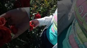 Терракота Terracotta чайно-гибридная роза питомника саженцев роз rosebushes.ru с доставкой по Росси