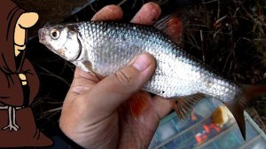 Рыбалка Первомайская 2021, порыбачили на донки с берега, Плотва, Пескарь и красивые места на реке