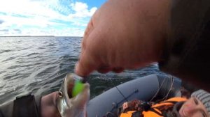 Рыбалка на судака  Калининградский залив