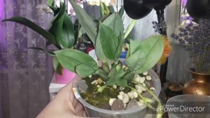 Орхидеи.Променея Микроптера.Уход.