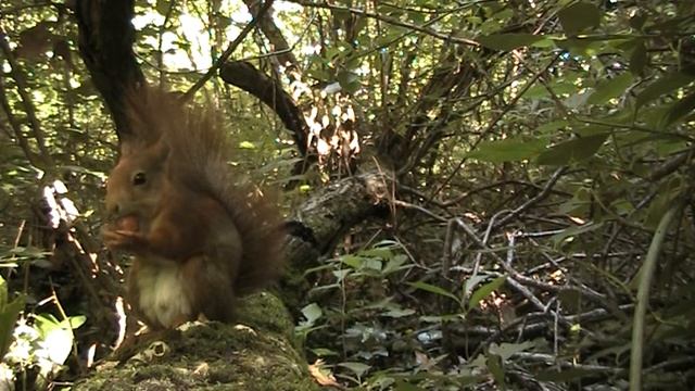 sciurus vulgaris 316 смотреть онлайн