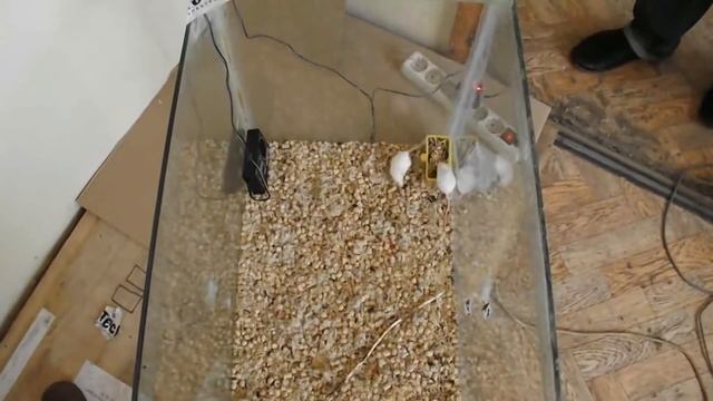 Топ 5 отпугивателей мышей и крыс для частного дома | Обзор лучших отпугивателей грызунов с отзывами