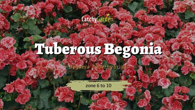 7 Annual Flowers That Add a Pop of Personality to Any Home Landscape 🏡🌷 смотреть онлайн