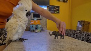 Какаду играет в игрушки. Попугай ара, Гиацинтовый Ара.