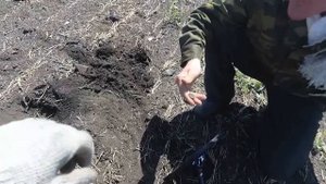 Едем копать ВСЕ.....(Minelab Equinox 600)