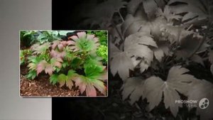 Mukdenia - garden plants