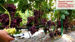 Виноград Памяти учителя- для него и 60 кг не ноша, супер форма, восхищена ею!