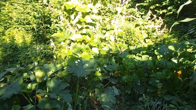 Утро. Кормление и содержание уток  Утки .Башкирские и Голубой Фаворит возраст 2 месяца. смотреть онлайн