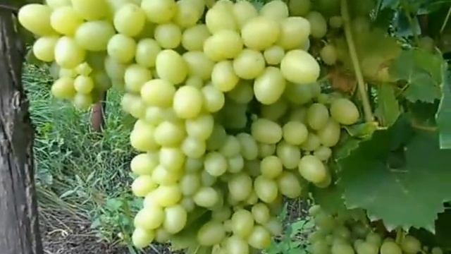 Сорт винограда Аркадия. смотреть онлайн