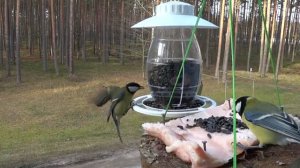 Синица лазоревка на балконе. Зимнее кормление птиц салом и семечками.