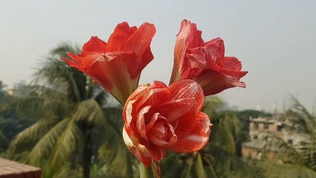 Amaryllis Lilly Double shine смотреть онлайн