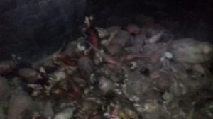 Кормовая свекла для коров и овец! Где хранить?