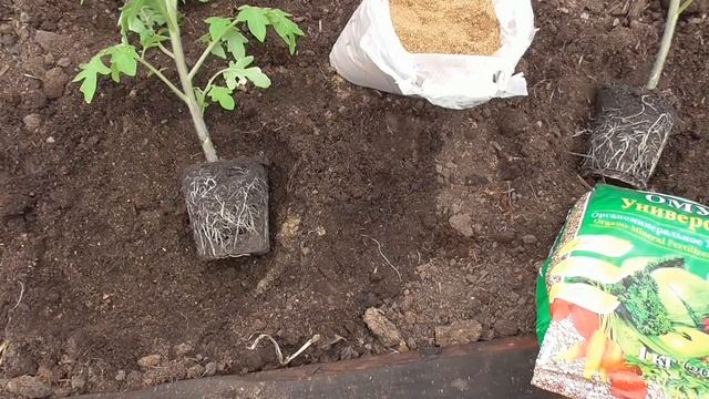 Что добавляю в лунку при высадке томатов в теплицу? Ольга Чернова.
