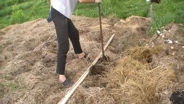 Есть ли колорадский жук при посадке картофеля в сено или траву? смотреть онлайн