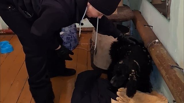 У тебя нет сердца, если слезы радости не выступят в конце ролика. смотреть онлайн